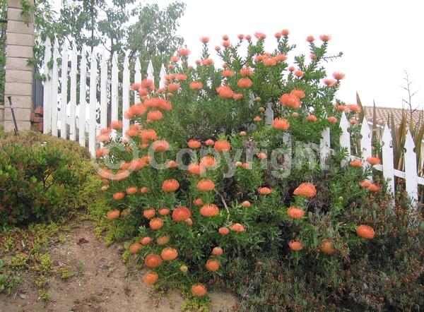 Pink blooms; Salmon blooms; Evergreen