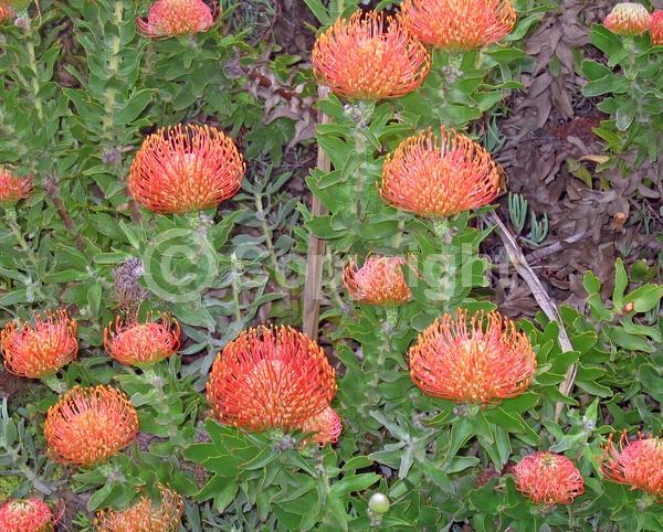 Pink blooms; Salmon blooms; Evergreen