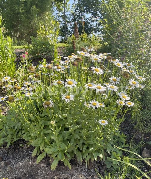 White blooms; Evergreen; Deciduous; Needles or needle-like leaf
