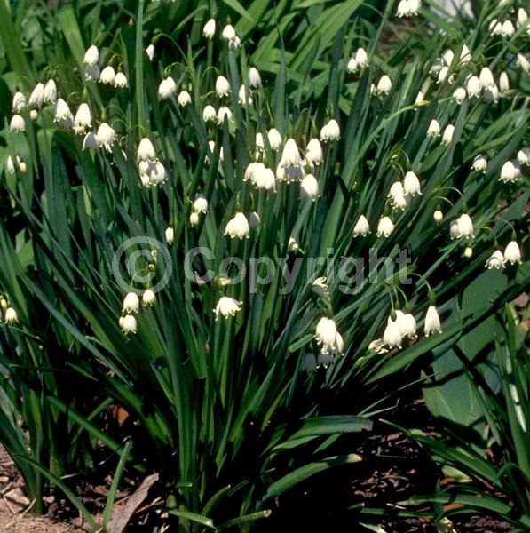 White blooms; Deciduous; Broadleaf