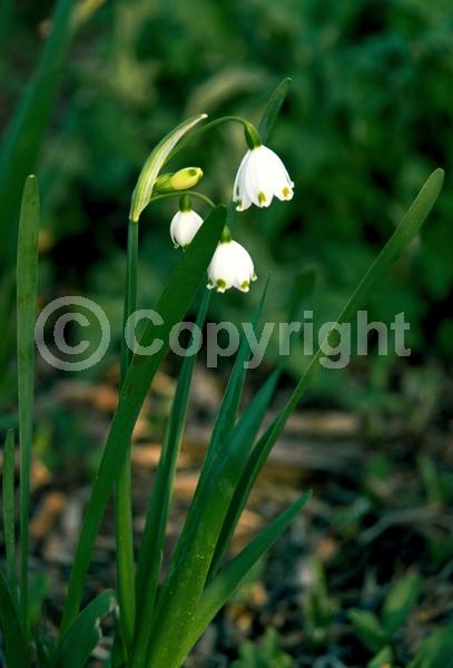 White blooms; Deciduous; Broadleaf