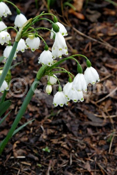 White blooms; Deciduous; Broadleaf