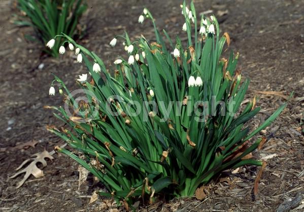White blooms; Deciduous; Broadleaf