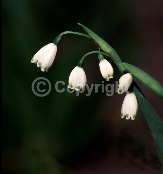 White blooms; Deciduous; Broadleaf