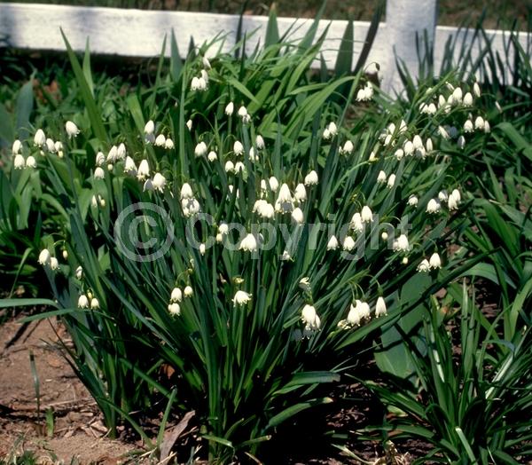 White blooms; Deciduous; Broadleaf