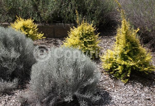 Yellow blooms; Green blooms; Evergreen