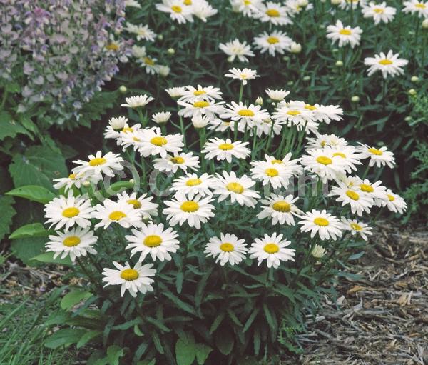 White blooms; Evergreen; Deciduous; Needles or needle-like leaf