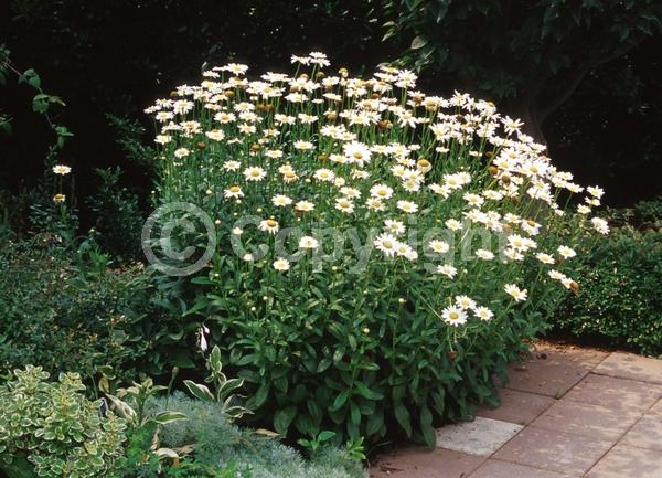 White blooms; Evergreen