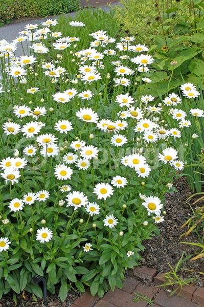 White blooms; Evergreen