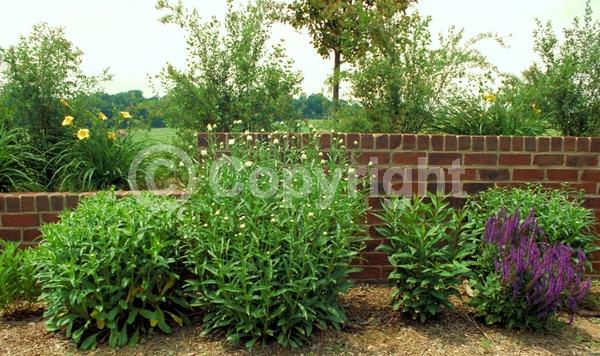 White blooms; Evergreen; Deciduous; Needles or needle-like leaf