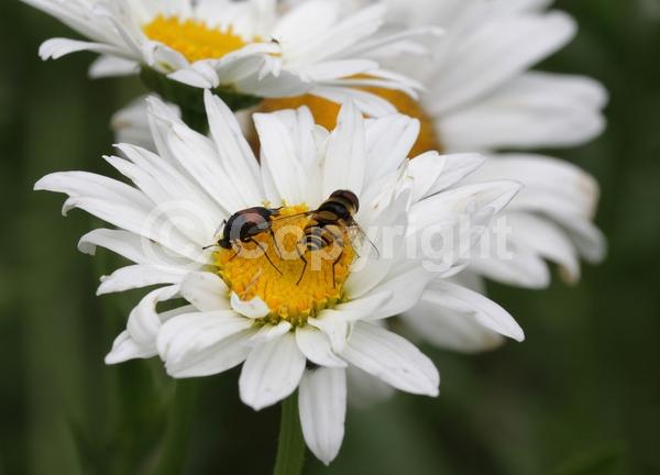 White blooms; Evergreen; Deciduous; Needles or needle-like leaf