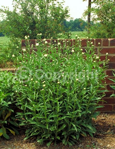 White blooms; Evergreen; Deciduous; Needles or needle-like leaf