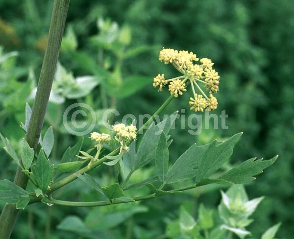 Yellow blooms; Green blooms