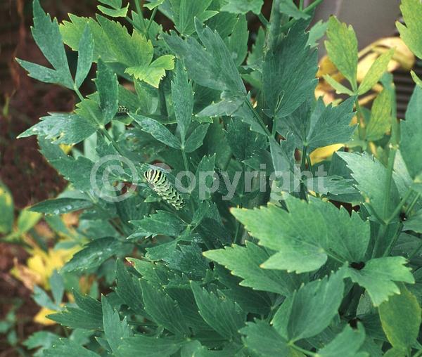 Yellow blooms; Green blooms