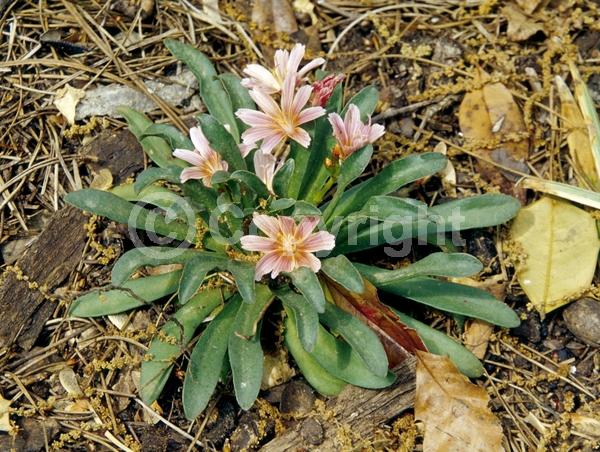 Red blooms; Orange blooms; Yellow blooms; Purple blooms; White blooms; Pink blooms; Lavender blooms; Salmon blooms; Evergreen; North American Native