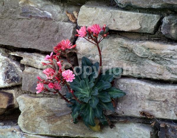 Red blooms; Orange blooms; Yellow blooms; Purple blooms; White blooms; Pink blooms; Lavender blooms; Salmon blooms; Evergreen; North American Native