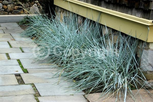 Blue blooms; Deciduous