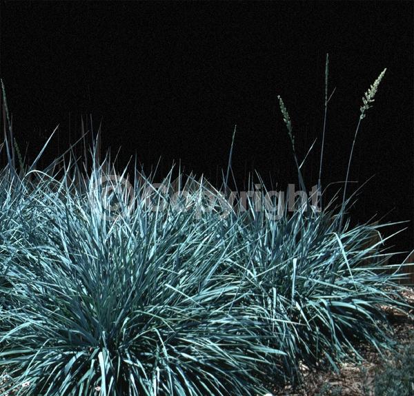 Blue blooms; Deciduous; North American Native