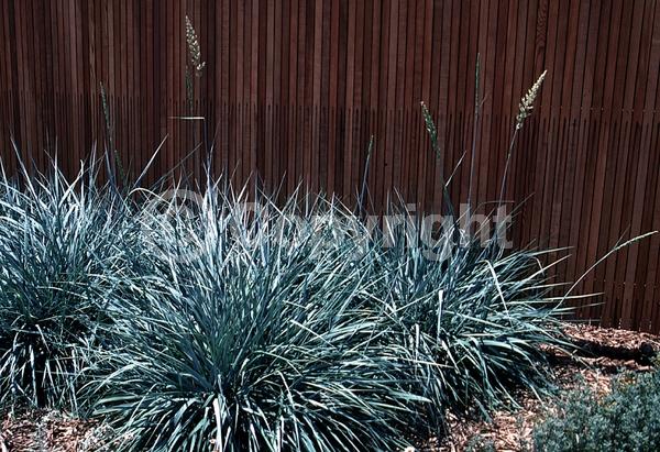 Blue blooms; Deciduous; North American Native