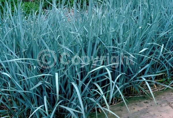 White blooms; Semi-evergreen; North American Native