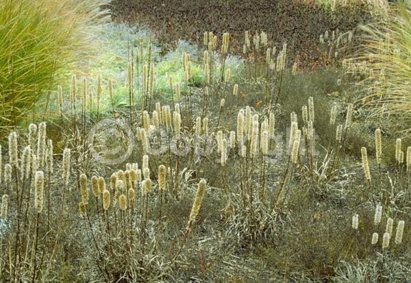 Purple blooms; Deciduous; Broadleaf