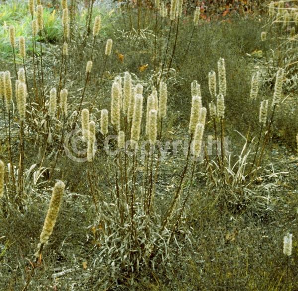 Purple blooms; Deciduous; Broadleaf