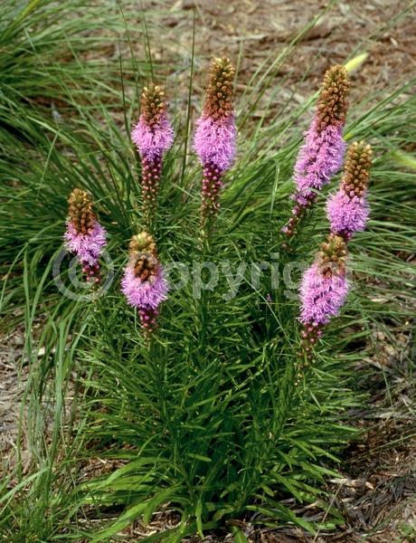 Purple blooms; Deciduous; Broadleaf