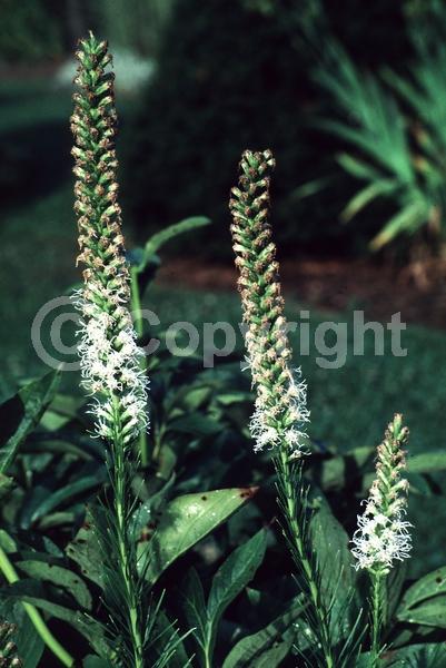 White blooms; Deciduous; Broadleaf; North American Native