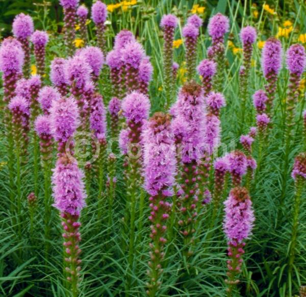 Purple blooms; Deciduous; Broadleaf; North American Native