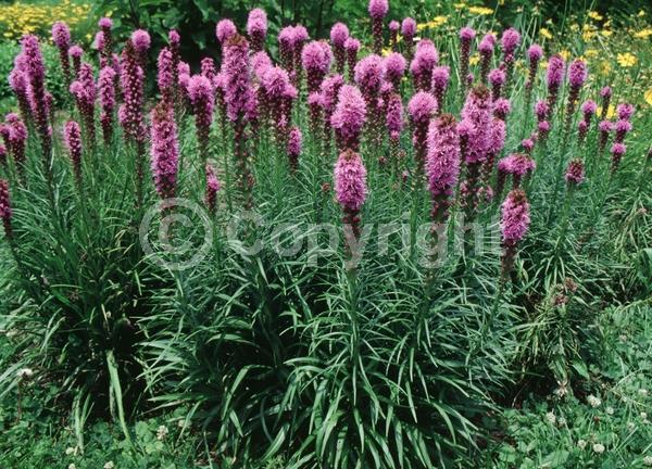 Purple blooms; Deciduous; Broadleaf; North American Native