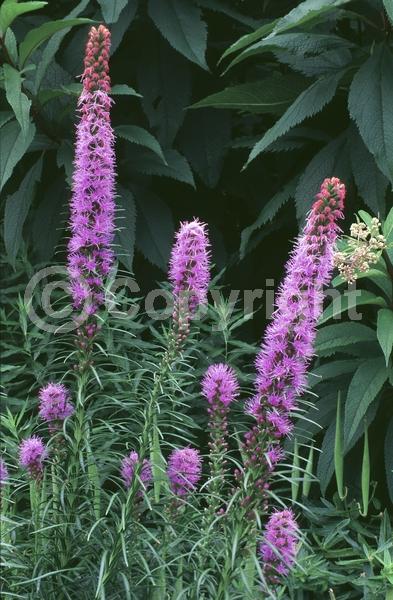 Purple blooms; Deciduous; Broadleaf; North American Native