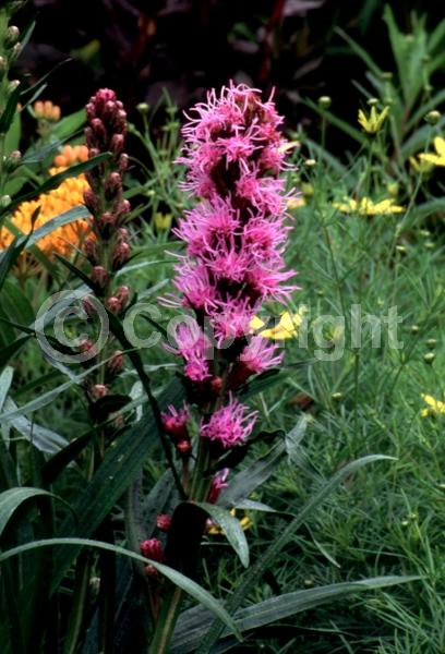 Purple blooms; Deciduous; Broadleaf; North American Native
