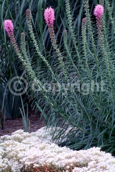 Purple blooms; Deciduous; Broadleaf; North American Native