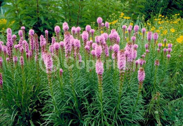 Purple blooms; Deciduous; Broadleaf; North American Native