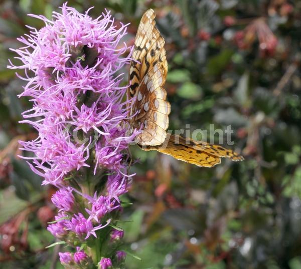 Purple blooms; White blooms; Pink blooms; Deciduous; Broadleaf; North American Native