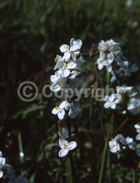 White blooms; Evergreen