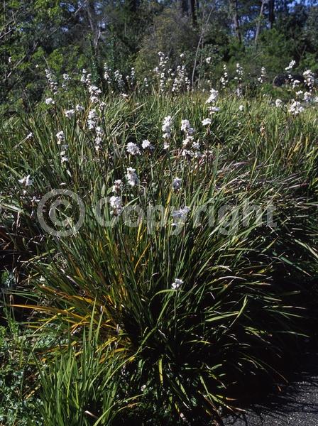 White blooms; Evergreen
