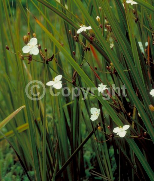 White blooms; Deciduous; Broadleaf
