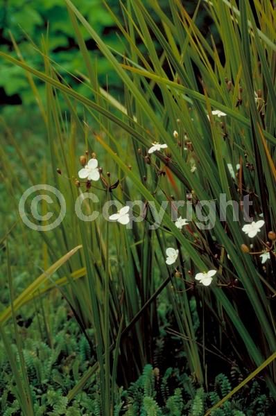 White blooms; Deciduous; Broadleaf