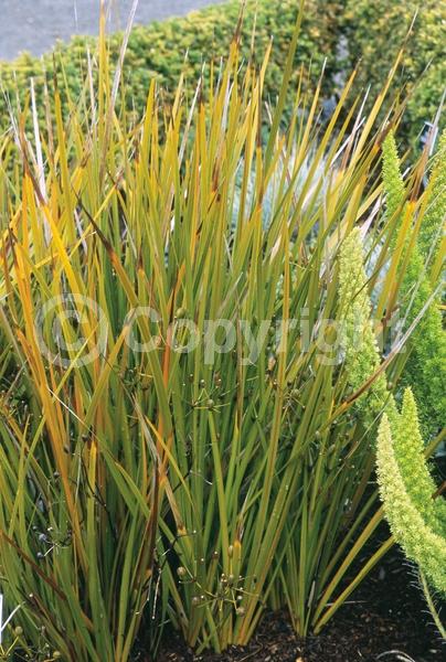 White blooms; Evergreen