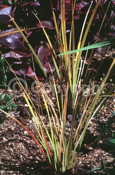 White blooms; Evergreen