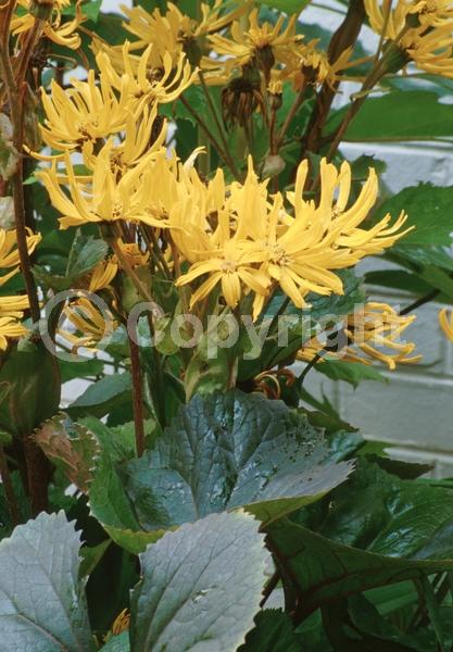 Orange blooms; Yellow blooms; Deciduous; Broadleaf