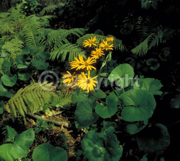 Orange blooms; Yellow blooms