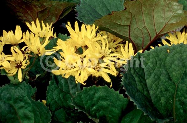 Orange blooms; Yellow blooms