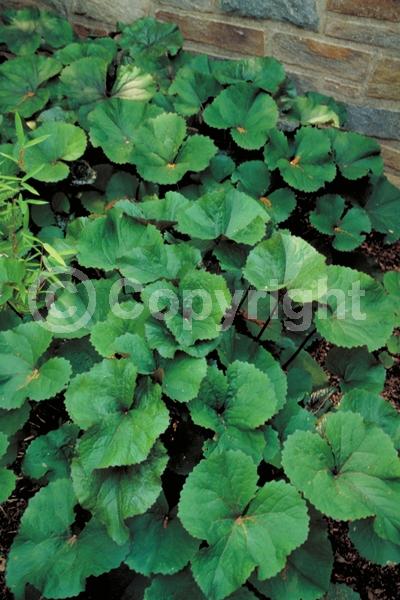 Orange blooms; Yellow blooms
