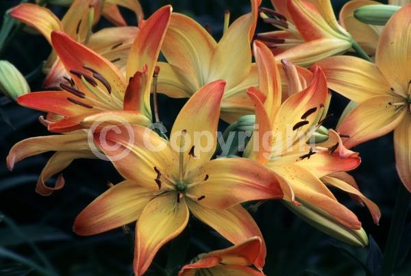 Orange blooms; Yellow blooms