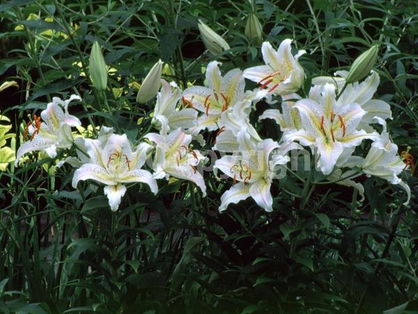 White blooms; Pink blooms