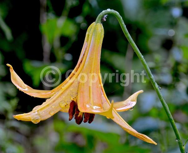 Red blooms; Yellow blooms; Deciduous; Broadleaf; North American Native