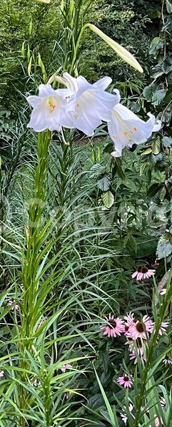 White blooms;White blooms