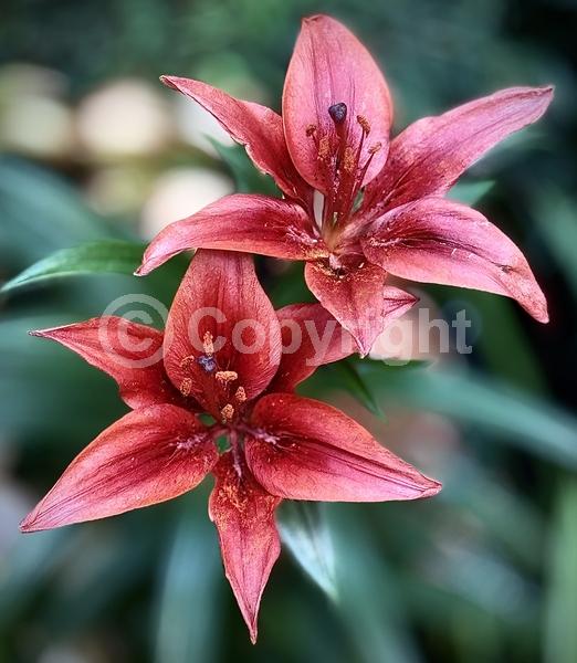 Red blooms; Orange blooms; Yellow blooms; White blooms; Pink blooms